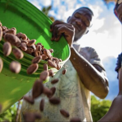 Worker at Kokoa Kamili fermentary dumps a bucket of cacao beans onto a tray