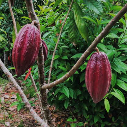 Cocoa pods growing on a tree